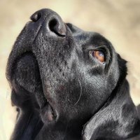 Lilo (@stitch_inside) 's Twitter Profile