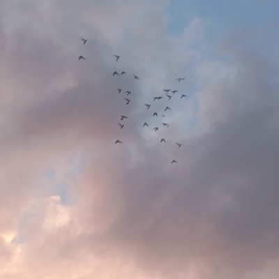 harikadeco's profile picture. 