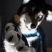 Pup Kota 🔜Cfz24 (@pupkota) Twitter profile photo Pup Kota 🔜Cfz24 (@pupkota) Twitter profile photo