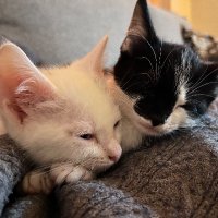 spocke (@spocke1973) Twitter profile photo