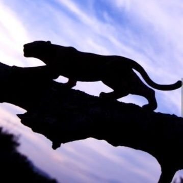 yle_cast's profile picture. 