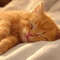 ねこちょん (@maruneko_chon) 's Twitter Profile Photo