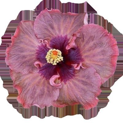 Pix3lPink's profile picture. 