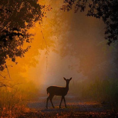 SheeeenaX's profile picture. 