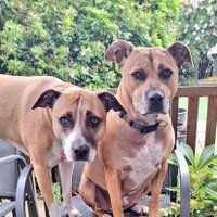 Ronnie Rose, Georgie & 🌈MaggieDaAngelHarris (@sueismymum) 's Twitter Profile Photo Ronnie Rose, Georgie & 🌈MaggieDaAngelHarris (@sueismymum) 's Twitter Profile Photo