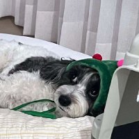 bibidev (@bibidvl) 's Twitter Profile