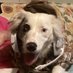 ⚾️ Fetching Balls ⚾️ w/ Bailey and King (@dhorsecavalry) Twitter profile photo ⚾️ Fetching Balls ⚾️ w/ Bailey and King (@dhorsecavalry) Twitter profile photo