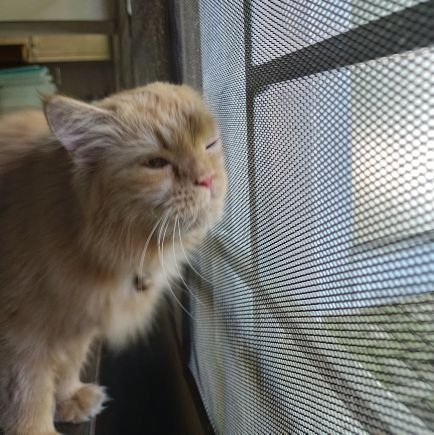 enokagustina's profile picture. Curiously wondering all over the place.