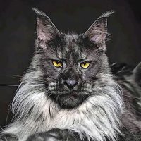 Paul πΊπΈπ π¦ π¨π¦π²π½π¬π±πΊπ¦ (@paulgaffney56) 's Twitter Profile