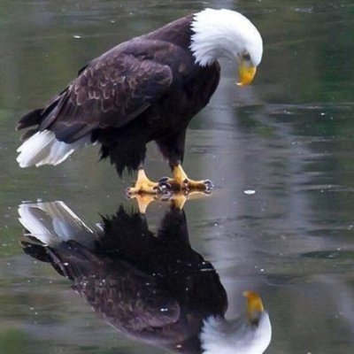 tvignato's profile picture. 