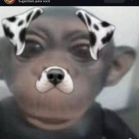 Peppu_henryque (@peddo_henryque) 's Twitter Profile