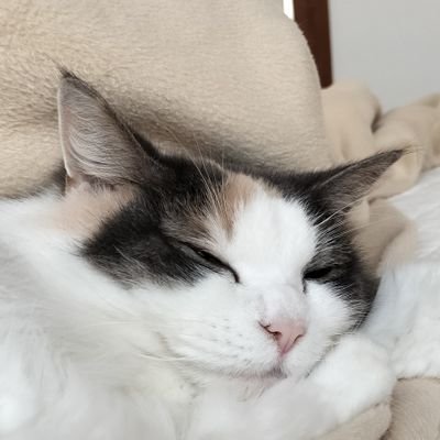 ぺけぽんページです♡ ぺけぽん【公式】 (@xpon2020) / Posts / X