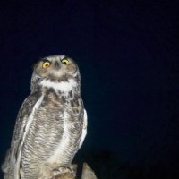 karissa (@noblewestars) 's Twitter Profile Photo