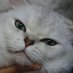 link (@link_meowmeow) Twitter profile photo link (@link_meowmeow) Twitter profile photo