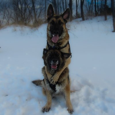 KeepOnRaigin's profile picture. God is Great. Artist. AI is destroying artists. My old accts were taken down by commies. America First No WARS. German Shepherds R the ultimate dog. NO DM's