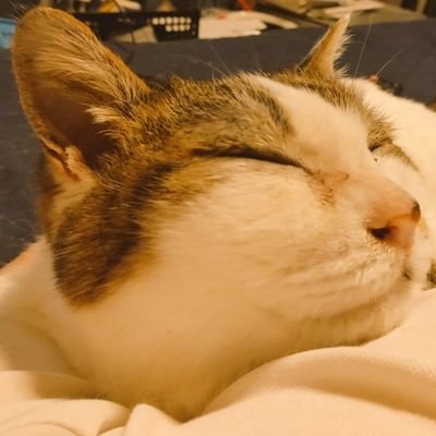 猫と空の写真をアップします。
今ネコちゃんも、虹の橋を渡った愛猫ちゃんもだれかの記憶の片隅にいてほしい
猫好きさんと繋がれるといいな。
#ねこ好き #猫好きとつながりたい #猫/猫好き空好きの方、ポチポチフォローさせて頂いています。無言フォローお許しください。
