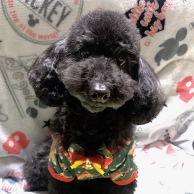 おみさんのプロフィール画像