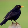 DegenBlackBird's profile picture. A degen black bird