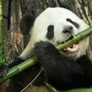 e48xyz's profile picture. 太祖语录：“自力更生为主， 争取外援为辅，
破除迷信， 独立自自地干工业、 干农业、 干技术革命和文化
革命， 打倒奴隶思想， 埋葬教条主义， 认真学习外国的好经
验， 也一定研究外国的坏经验—— 引以为戒， 这就是我们的
路线。 ”