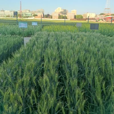 PhD Candidate in Agricultural Entomology and Insect Pests at the Chinese Academy of Agricultural Sciences (CAAS).
