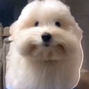 John Pillow - @Cheezehaterzz - Twitter