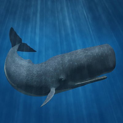 NotJustAnyWhale's profile picture. 