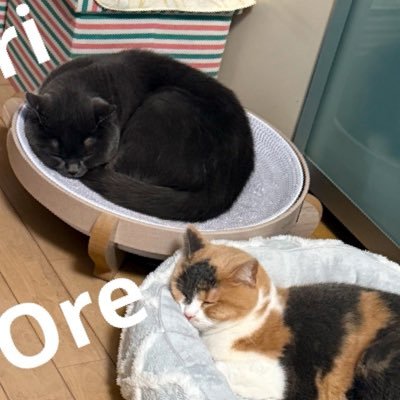 _Oreburichan's profile picture. 2匹のブリティシュショートヘア ブリ♂ 11歳オレ♀4歳 を家族としている 食べる事と旅が好きな 日本人