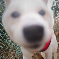 にっしー@ポケポケLv.50 (@nissy_kmty_) 's Twitter Profile