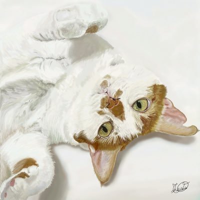 茶白さんのプロフィール画像