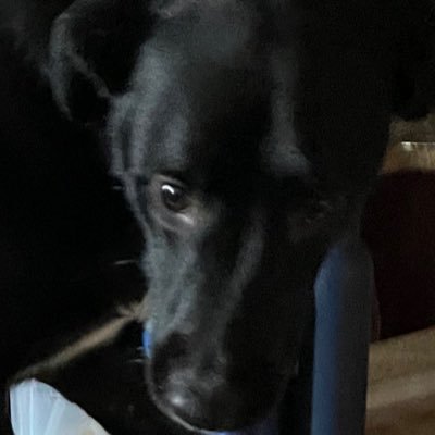 N21376Noah's profile picture.