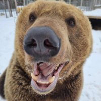 BearyDales (@bearydales) 's Twitter Profile
