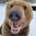 BearyDales (@bearydales) Twitter profile photo BearyDales (@bearydales) Twitter profile photo