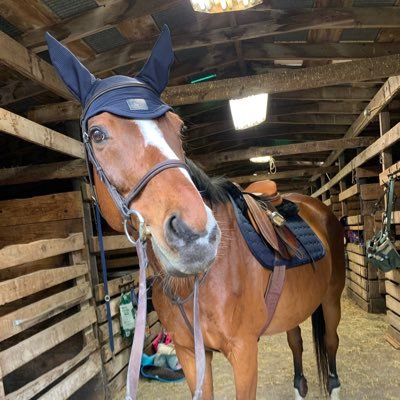 • R.I.T ‘24 • Equestrian • Buffalo/Rochester Sports • NASCAR #9, #12, #48 •