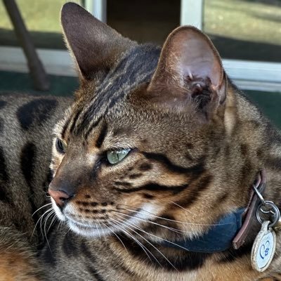 riseabove2025's profile picture. Cat lover