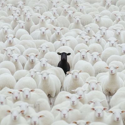 ILanzai209070's profile picture. 