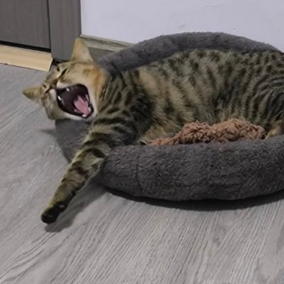 zeroxoAi's profile picture. 