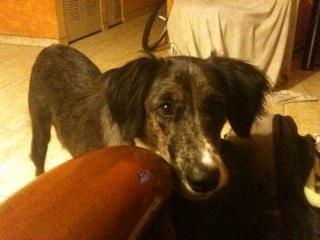 IetchieRicky's profile picture. president of inferno's challenge