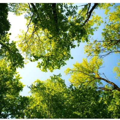 OrlandTalla9's profile picture. adam