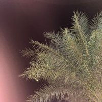 rf (@rripdahh) 's Twitter Profile