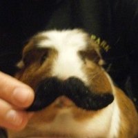 raden 💤 (@netwrked) 's Twitter Profile Photo