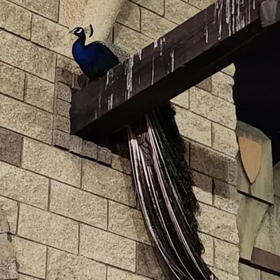 thablugran's profile picture. Frontrunning to the moon