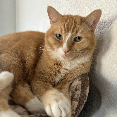 FyiTeddy's profile picture. hii