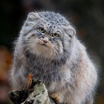 DefiantKain's profile picture. 