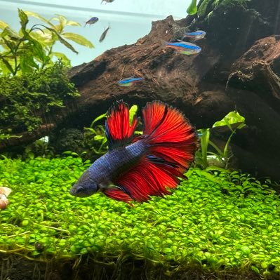 アクアリウム初心者✨〇〇リウムならなんでも好き🐠60水草水槽、30キューブ水草アベニー水槽、フクロモモンガも可愛がってます