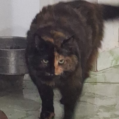 gaucharsrj47's profile picture. 