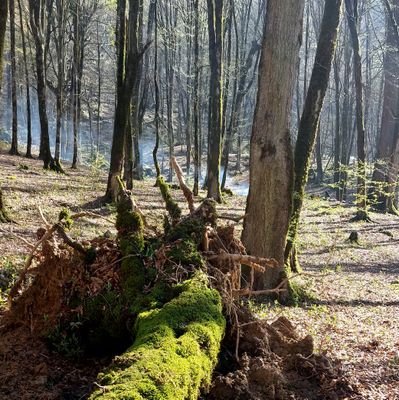 Bateman_Miga's profile picture. 