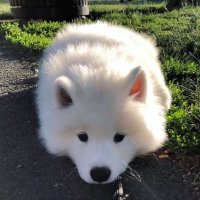 ppppppppu (@pppppunchp) 's Twitter Profile