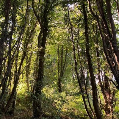 lilysimage's profile picture. German woman in Éire-writing @stingingfly @winterpapers @ambitmagazine @bansheelit-SL @BristolPrize & RTÉ SSP. @IrishWritersCtr NovelFairFinalist