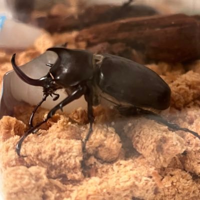 mogumogukuwa's profile picture. 約20年振りにクワカブ飼育にハマりました。パプキン、ゾウカブト各種等を飼育しています。 よろしくお願いいたします！！ 最近ゾウカブト飼育に目覚め、大型ゾウカブトやヒメゾウカブト飼育を頑張っています。 ポストは少なめですが、仲良くしてください！