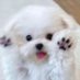 백구 (@bbh_me_) Twitter profile photo 백구 (@bbh_me_) Twitter profile photo